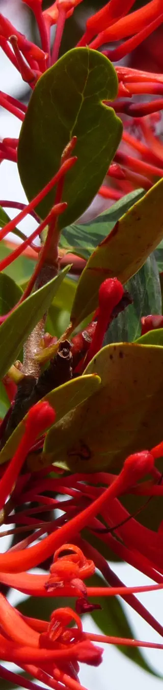 Üppige Flora und Fauna.